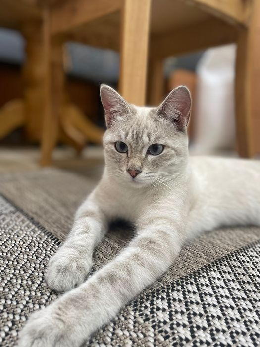 Отдам молодого котика