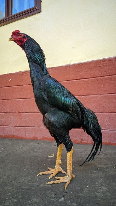 Продается кореец дакан