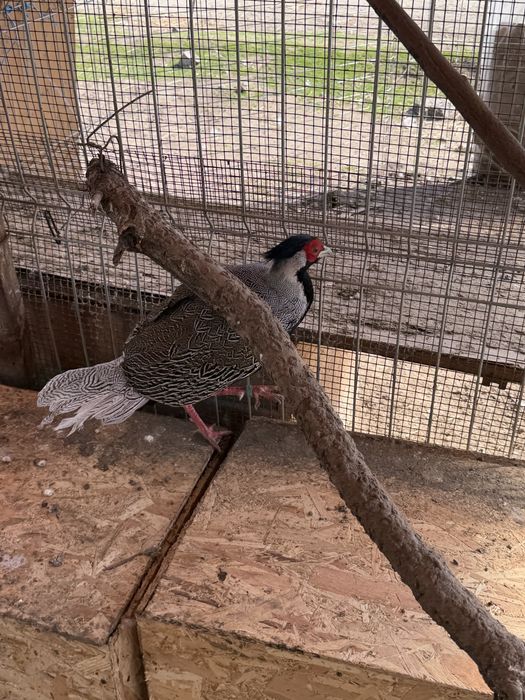 Vand fazan argintiu 2 ani