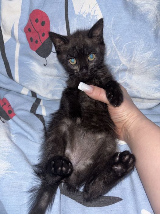 Продам британского котенка 5к