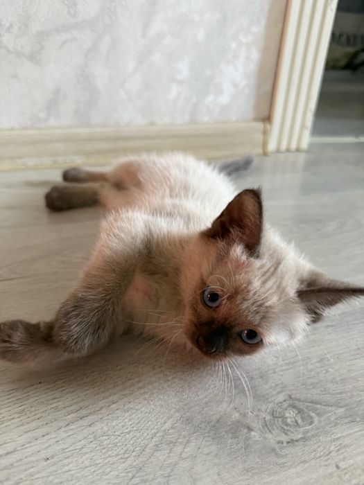 Сиамская кошка сатылады