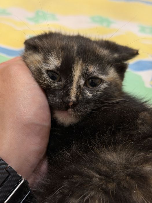 Котенок в добрые руки