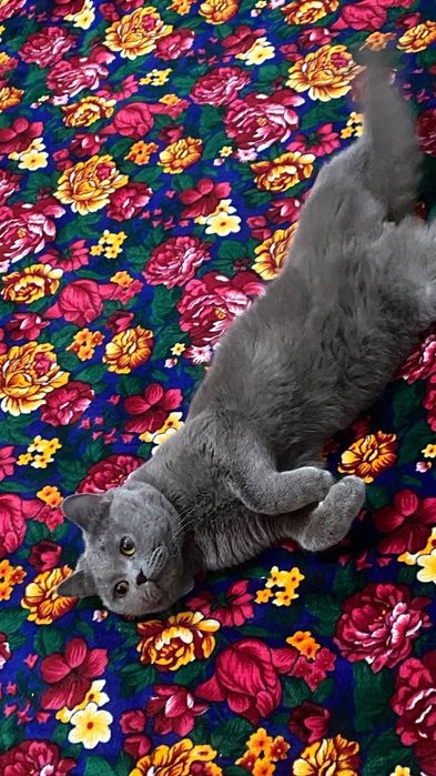 Mushuk sotiladi narhi 1500milyon kami bor