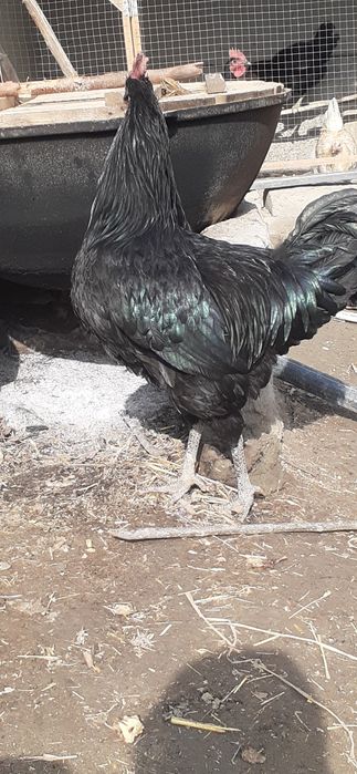 Гегант кора шахзода товуклари тухумлари сотилади.