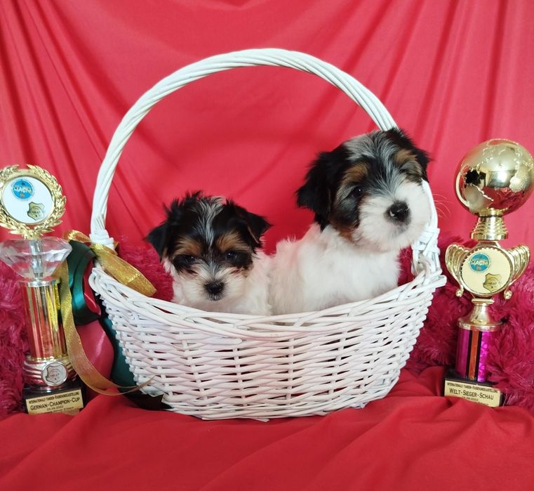 Продам щенков бивера., рассрочка каспи 0 0 12, 0 0 24