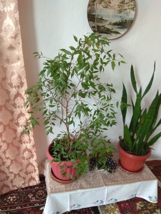 Комнатные растения