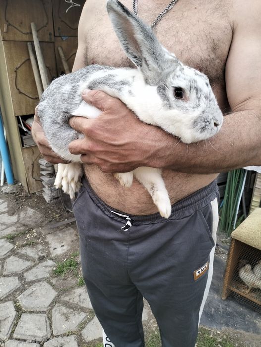 Продается крупный крол