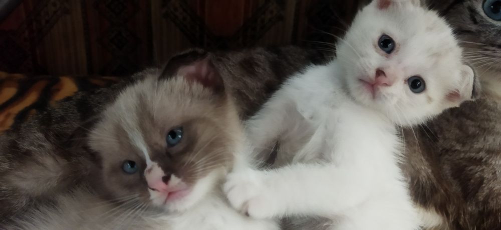 Котята 2 месяца вислоухие