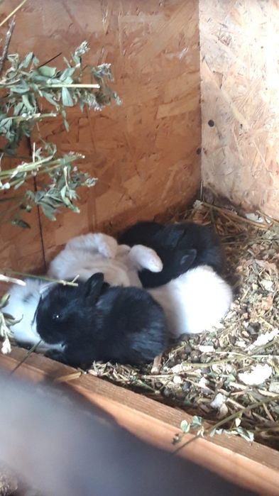 Iepurasi pitici cu ochii albastri la maturitate nu