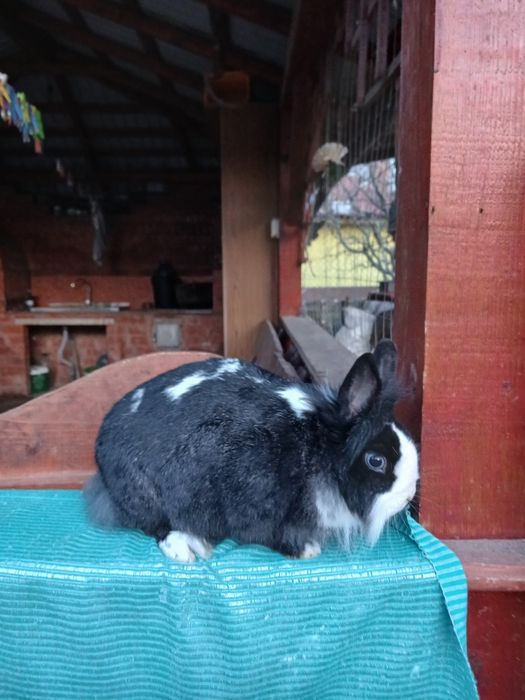 Iepurași pitici colorati