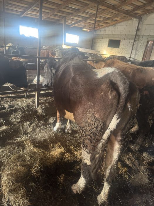 Vand trei vaci mai multe detali la telefon