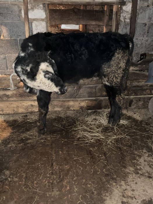 Бұзаулар сатылады