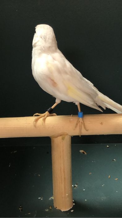 Канарейка (кенор ) поющий