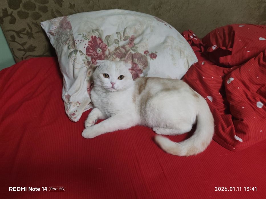 Zotli ogil bola mushuk obmen qlama kichkina zotli muwuga