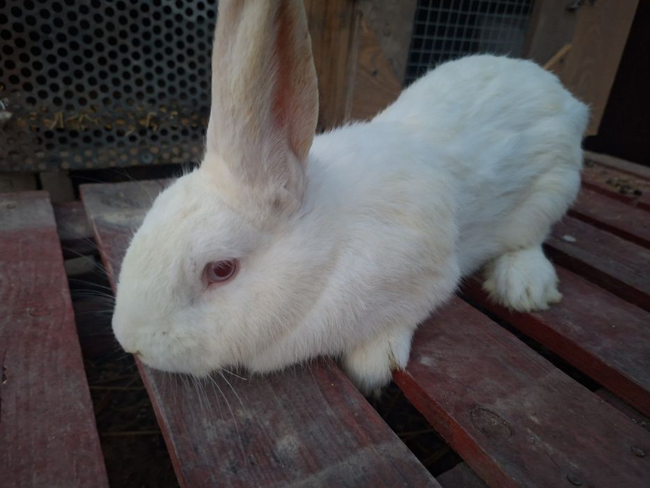 Ырғашы қоян сатамын