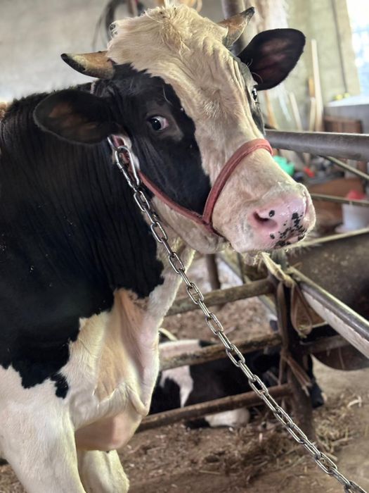 Бык Гольштейн для породы