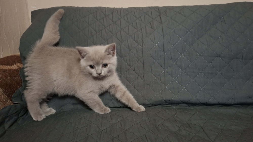 Шотландски клепоухи котета.