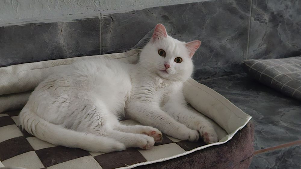 Пристраиваеться в хорошие руки