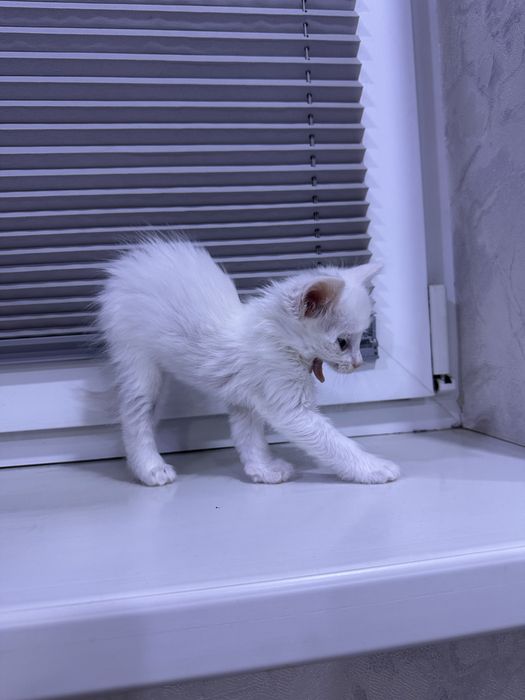 Даром котята в хорошие руки !