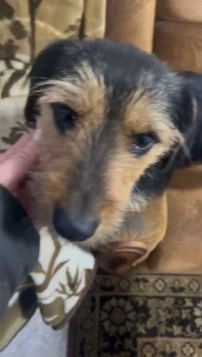 Ищем ответственных хозяев!