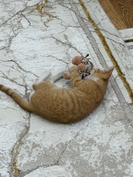 Продается Кот по имени Персик
