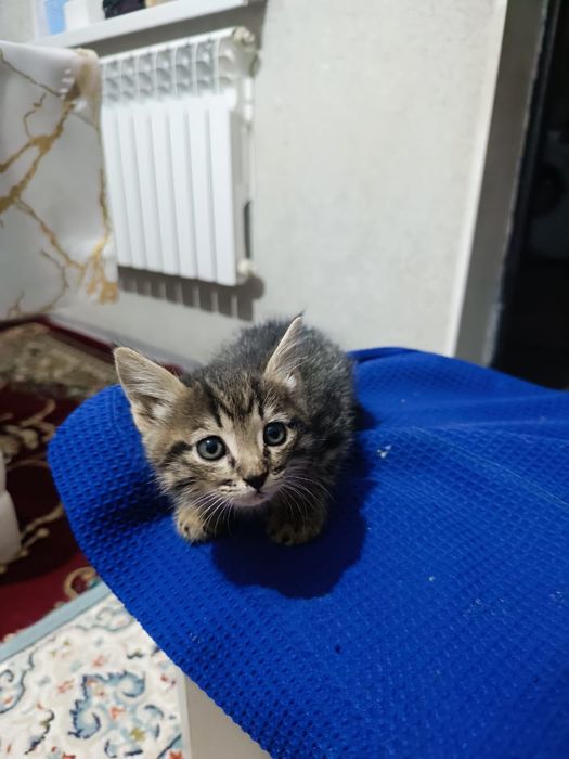 Отдам котят в хорошие руки