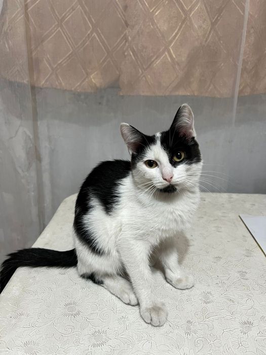 Отдам кошечку в добрые руки