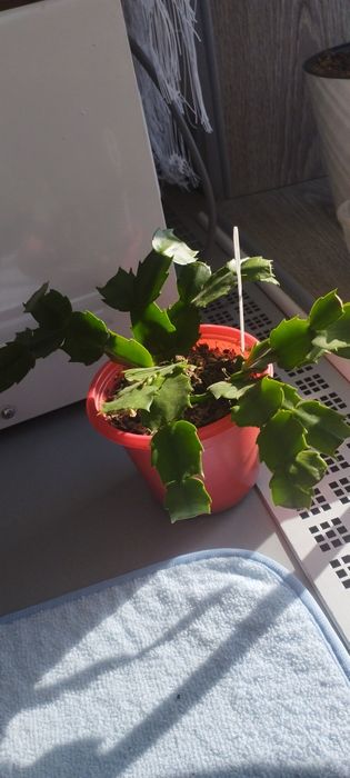 Шлюмбергера розовая.