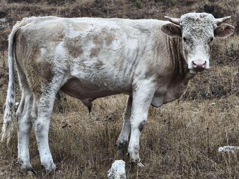 Vând tăuraș bălțat