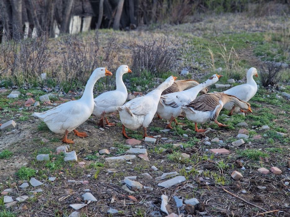 Продам гусей молодые