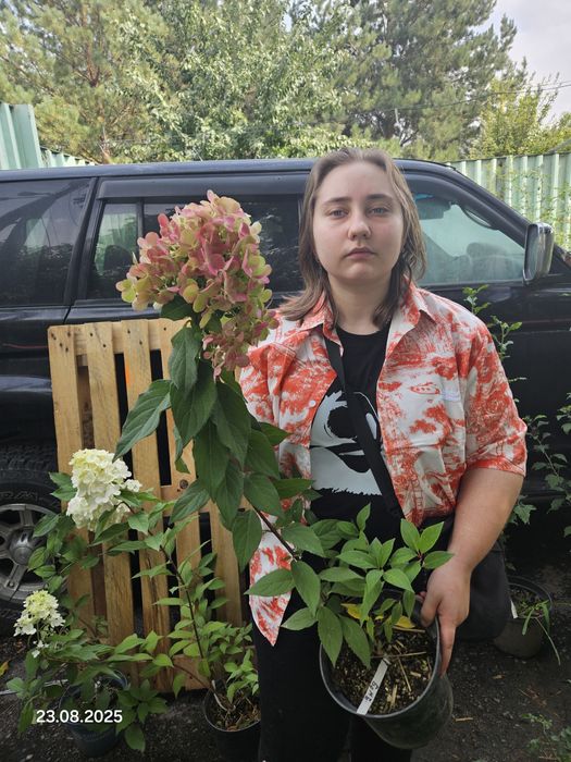 Саженцы - гортензия метельчатая.