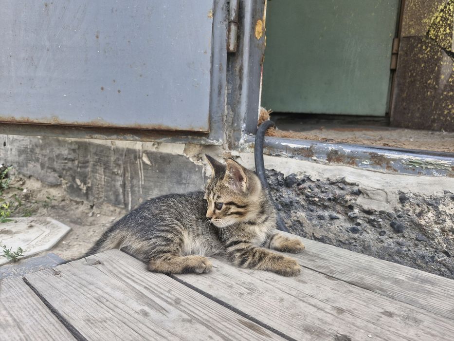 Отдам котят в добрые руки