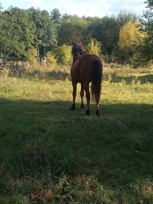 Cal 1 an jumatate castrat