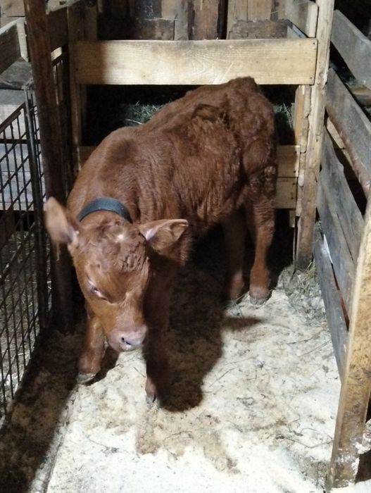 De vânzare sau schimb