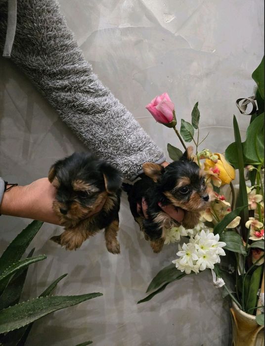 мини йоркширски териер