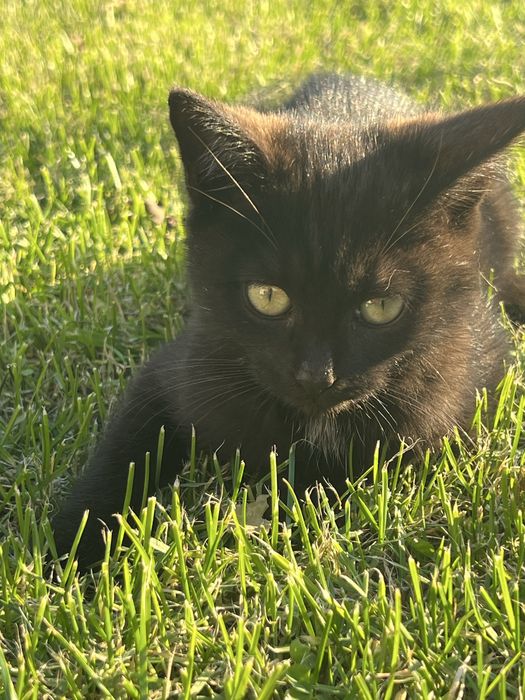 Котяткам нужна добрая семья!!!