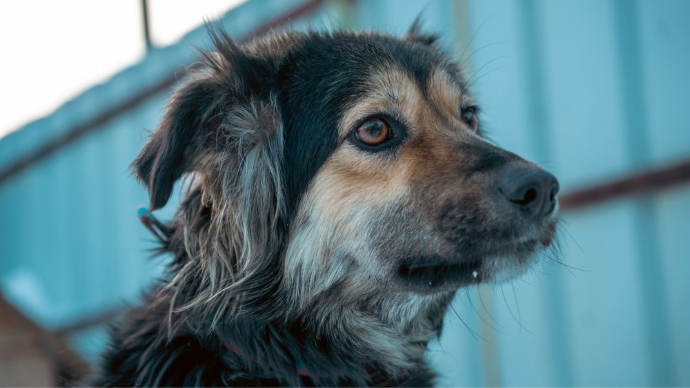 Отдам щенков в добрые руки!