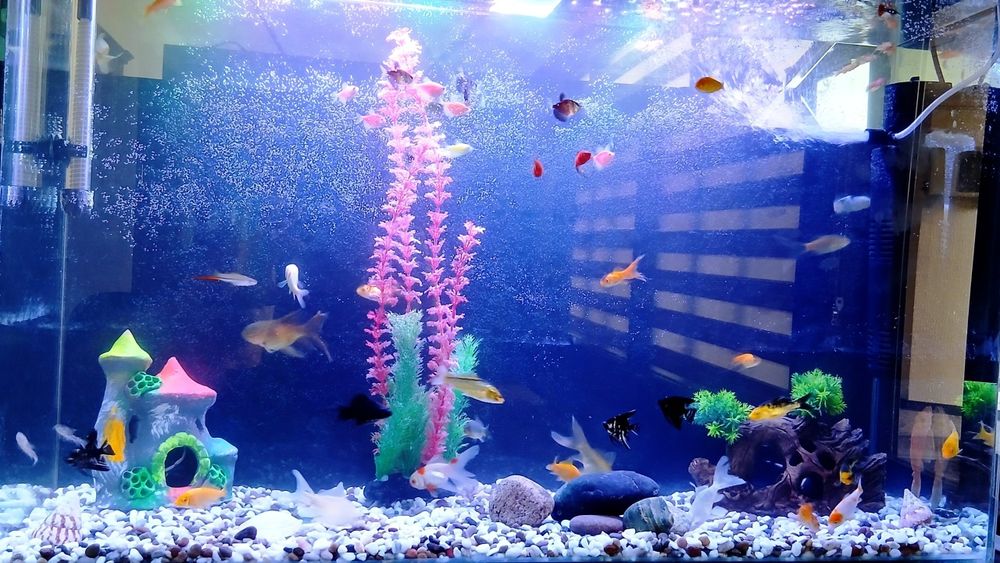 Baliqlar sotiladi akvarium bilan