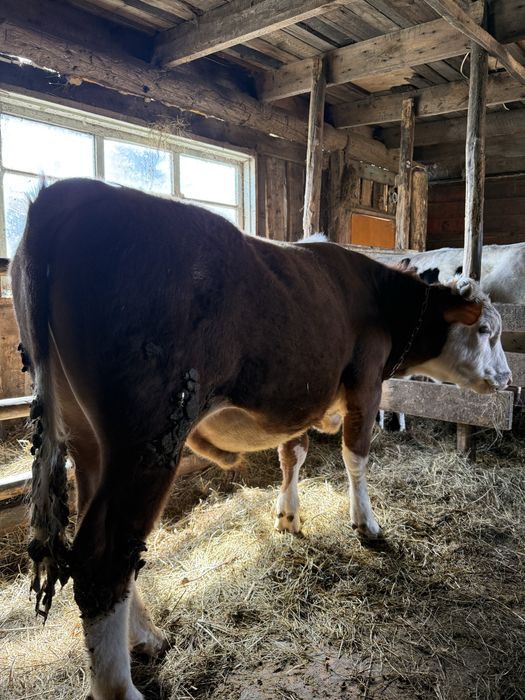 Продам бычков.