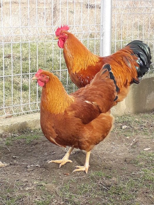 Vând ouă de găină pentru incubație rasa NEW    HAMSHIRE