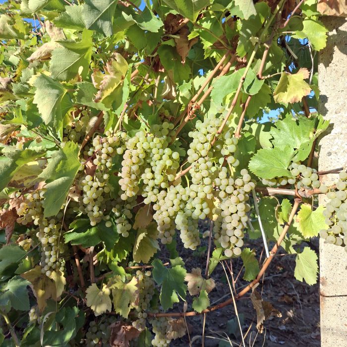 Struguri De Vin direct de la producător