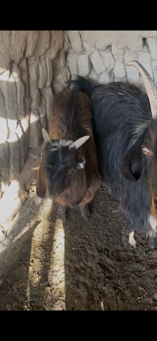 Она Бола Эчкилар сотилади