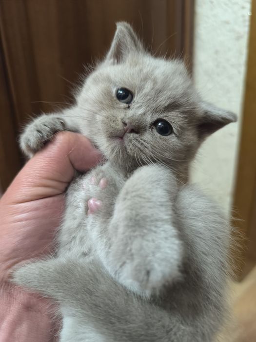 Продам шотланских котят