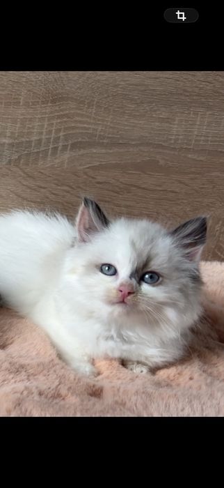 Рагдол Регдол Ragdoll