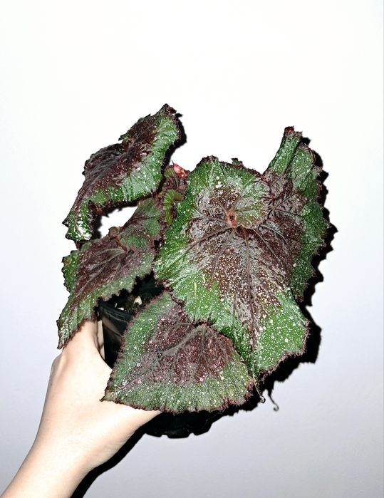 Бегония.             .