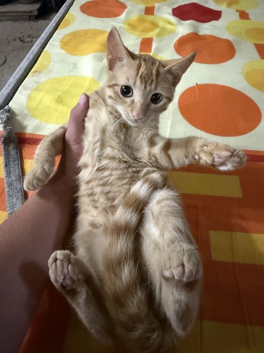 Подарявам две котета
