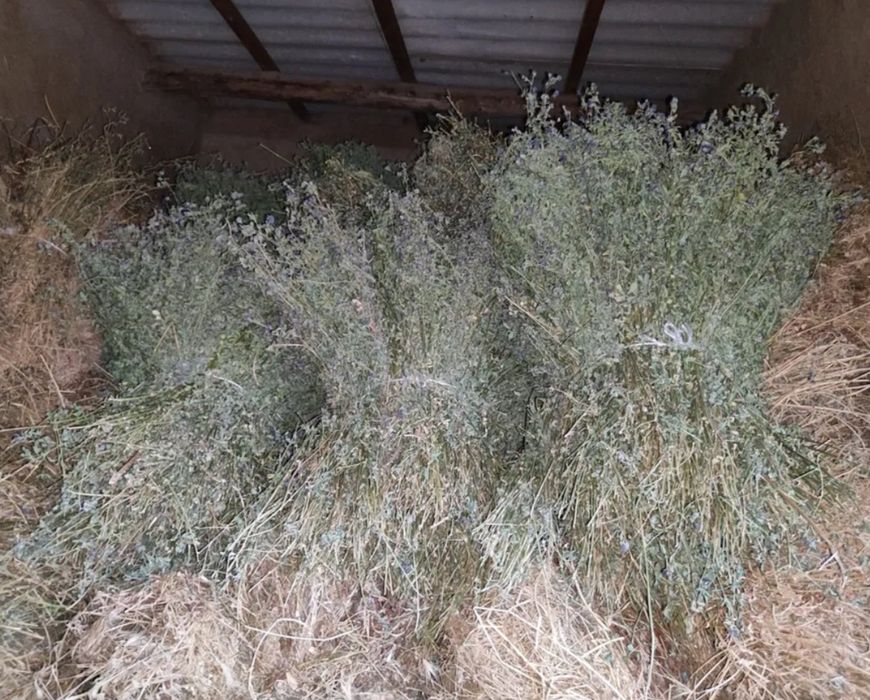 Beda bogʻlari sotiladi