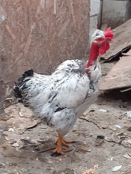 Vand cocosi de 5 luni de rasa pintenat mari si mici  golas de transilvania, cu gatul gol pitici sau mari