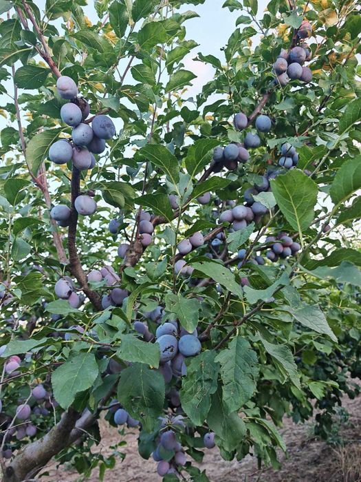 Prune de Vânzare