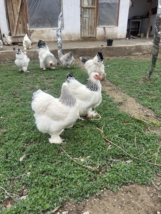 Brama tovuq tuxumlari soriladi.Narxi 10000 so’mdan